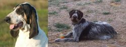 Grand Gascon Saintongeois vs Deutsch Drahthaar - Breed Comparison