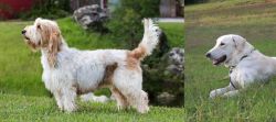 Grand Griffon Vendeen vs Akbash Dog - Breed Comparison