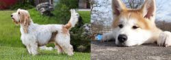 Grand Griffon Vendeen vs Akita - Breed Comparison