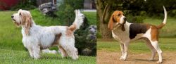 Grand Griffon Vendeen vs Artois Hound - Breed Comparison
