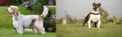 Grand Griffon Vendeen vs Bantam Bulldog - Breed Comparison