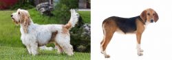 Grand Griffon Vendeen vs Beagle-Harrier - Breed Comparison