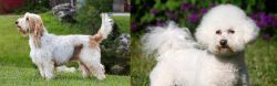 Grand Griffon Vendeen vs Bichon Frise - Breed Comparison