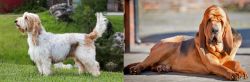 Grand Griffon Vendeen vs Bloodhound - Breed Comparison
