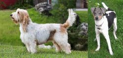 Grand Griffon Vendeen vs Brazilian Terrier - Breed Comparison
