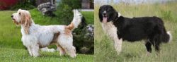 Grand Griffon Vendeen vs Bulgarian Shepherd - Breed Comparison