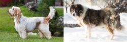 Grand Griffon Vendeen vs Caucasian Shepherd - Breed Comparison