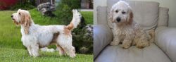 Grand Griffon Vendeen vs Cockachon - Breed Comparison