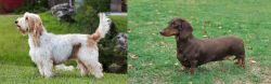 Grand Griffon Vendeen vs Dachshund - Breed Comparison