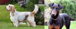 Grand Griffon Vendeen vs Doberman Pinscher - Breed Comparison