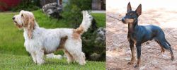 Grand Griffon Vendeen vs English Toy Terrier (Black & Tan) - Breed Comparison
