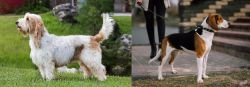 Grand Griffon Vendeen vs Estonian Hound - Breed Comparison