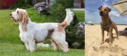 Grand Griffon Vendeen vs Fell Terrier - Breed Comparison