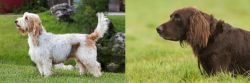 Grand Griffon Vendeen vs German Longhaired Pointer - Breed Comparison