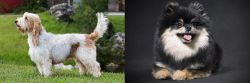 Grand Griffon Vendeen vs German Spitz (Klein) - Breed Comparison