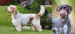 Grand Griffon Vendeen vs German Wirehaired Pointer - Breed Comparison