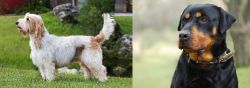 Grand Griffon Vendeen vs Rottweiler - Breed Comparison