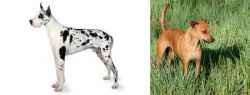 Great Dane vs Africanis - Breed Comparison