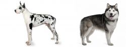 Great Dane vs Alaskan Malamute - Breed Comparison
