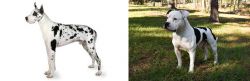 Great Dane vs American Bulldog - Breed Comparison