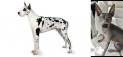 Great Dane vs American Hairless Terrier - Breed Comparison