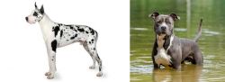 Great Dane vs American Staffordshire Terrier - Breed Comparison