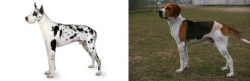 Great Dane vs Anglo-Francais de Petite Venerie - Breed Comparison