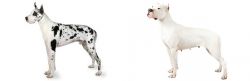 Great Dane vs Argentine Dogo - Breed Comparison