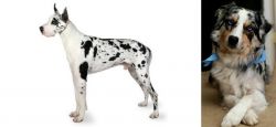 Great Dane vs Australian Collie - Breed Comparison