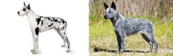 Great Dane vs Australian Stumpy Tail Cattle Dog - Breed Comparison