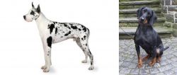 Great Dane vs Austrian Black and Tan Hound - Breed Comparison