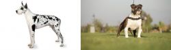 Great Dane vs Bantam Bulldog - Breed Comparison