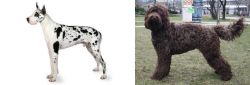 Great Dane vs Barbet - Breed Comparison