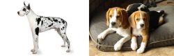 Great Dane vs Beagle - Breed Comparison