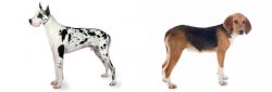 Great Dane vs Beagle-Harrier - Breed Comparison