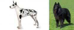 Great Dane vs Belgian Shepherd Dog (Groenendael) - Breed Comparison