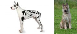 Great Dane vs Belgian Shepherd Dog (Laekenois) - Breed Comparison