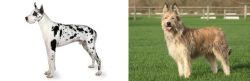 Great Dane vs Berger Picard - Breed Comparison