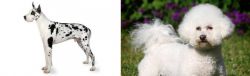 Great Dane vs Bichon Frise - Breed Comparison