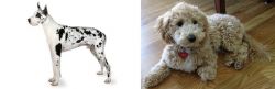 Great Dane vs Bichonpoo - Breed Comparison