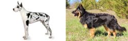 Great Dane vs Bohemian Shepherd - Breed Comparison
