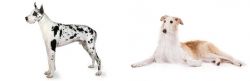 Great Dane vs Borzoi - Breed Comparison