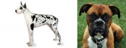 Great Dane vs Boxer - Breed Comparison