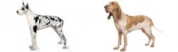 Great Dane vs Bracco Italiano - Breed Comparison