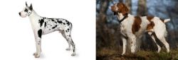 Great Dane vs Brittany - Breed Comparison