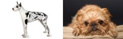 Great Dane vs Brug - Breed Comparison