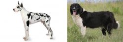 Great Dane vs Bulgarian Shepherd - Breed Comparison