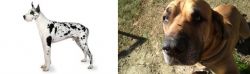 Great Dane vs Cabecudo Boiadeiro - Breed Comparison