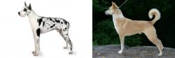 Great Dane vs Canaan Dog - Breed Comparison