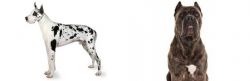 Great Dane vs Cane Corso - Breed Comparison